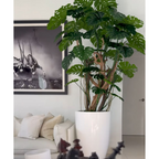 Monstera plant in shiny white pot