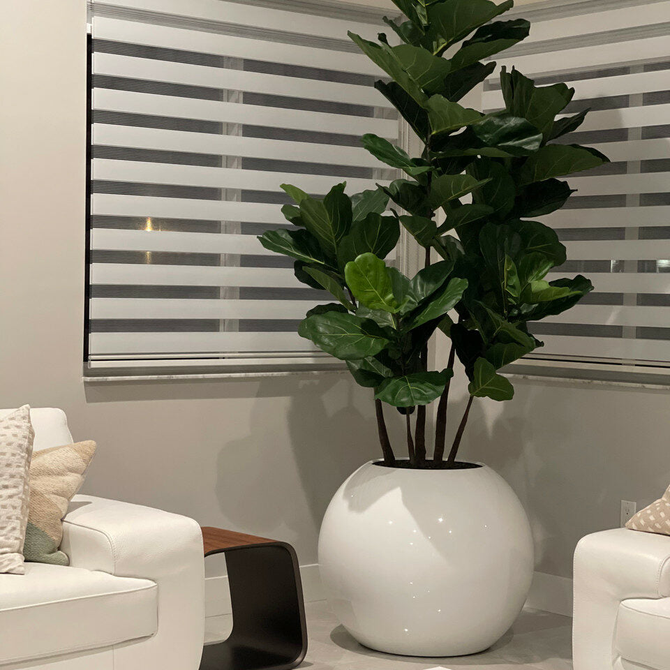 White Globe Vase with Fiddle Leaf Fig – 180 cm