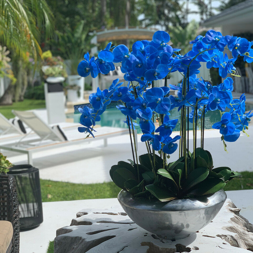 Avenue Bowl with Blue Phalaenopsis Orchids