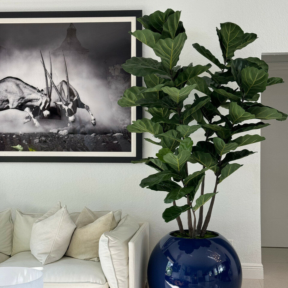 30" Blue Globe Planter with Fiddle Leaf Fig
