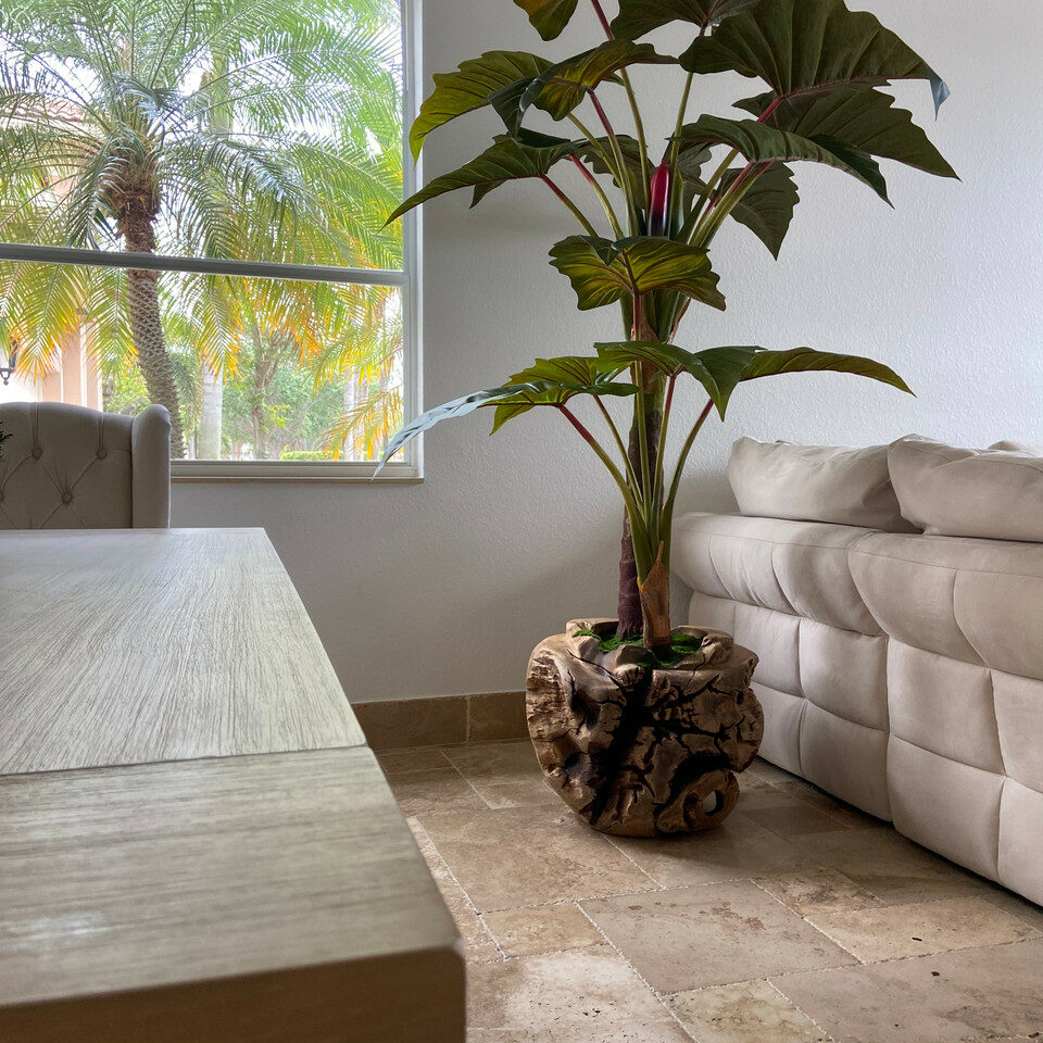 Large Teak Wood Bowl with Alocasia Plant