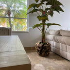 Large teak bowl with Alocasia plant