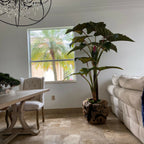 Large Teak Wood Bowl with Alocasia Plant