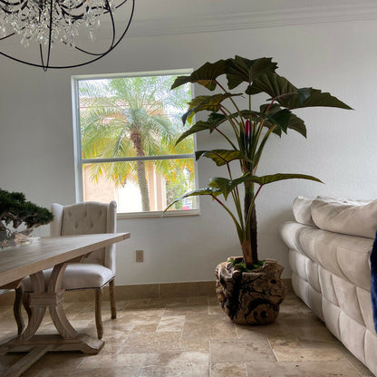 Large Teak Wood Bowl with Alocasia Plant
