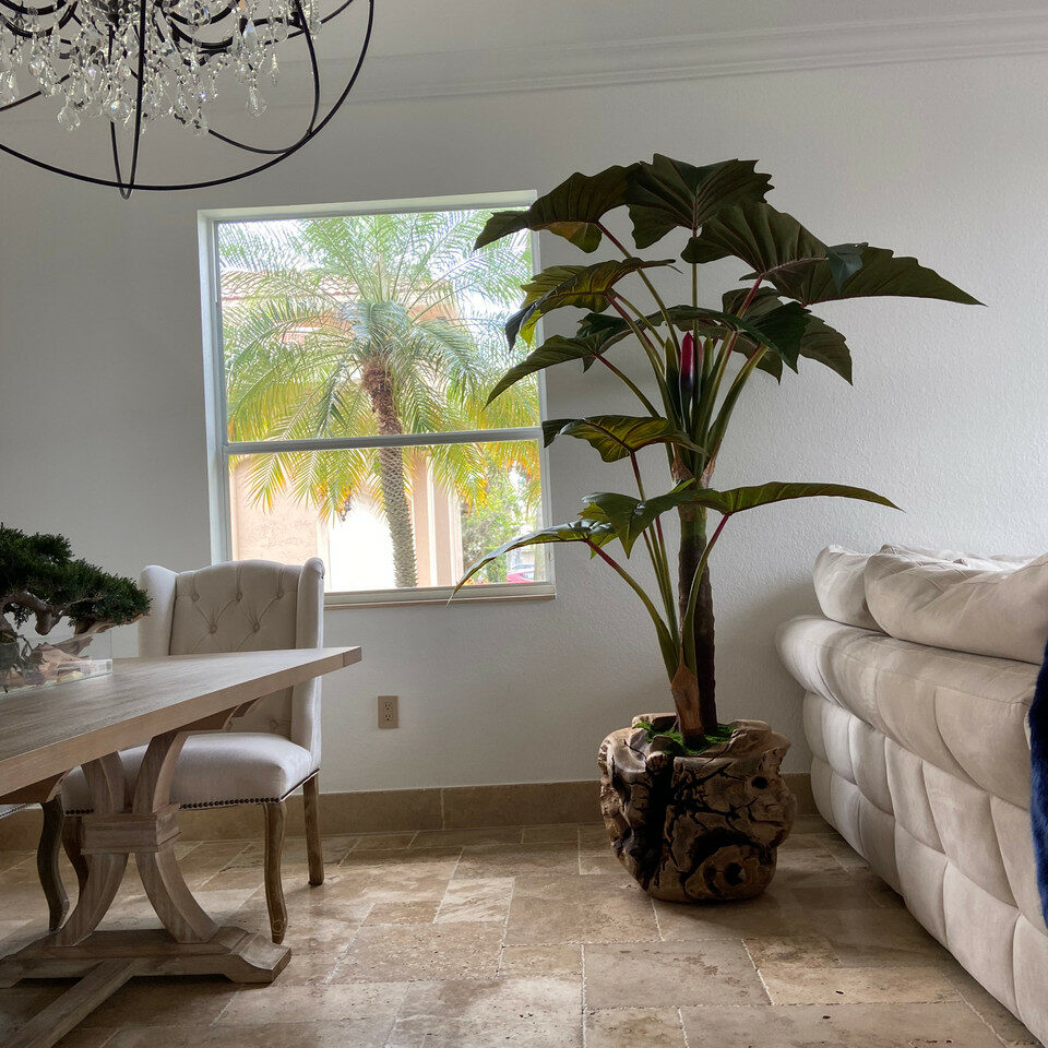 Large teak bowl with Alocasia plant