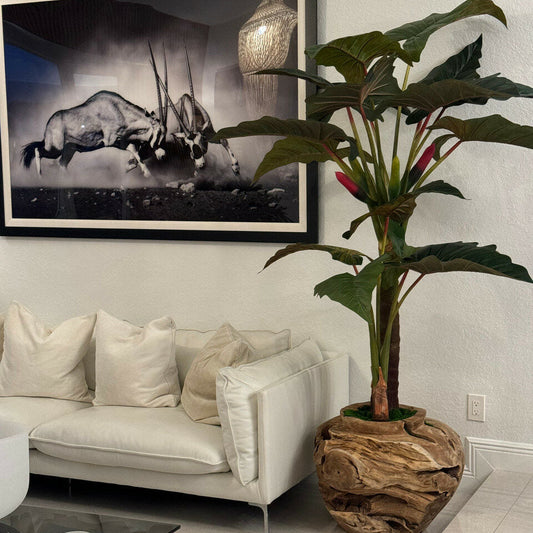 Large Teak Wood Bowl with Alocasia Plant