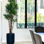 Palm tree in XL black pot