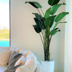 2.74 m Paradise Bird with Ben Pot in Glossy White