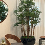 Black Terragona Pot with Lady Palm