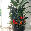 Tropical Plant Arrangement in Black Terragona Pot