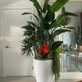 Bright White Brannan Tropical Plant Mix
